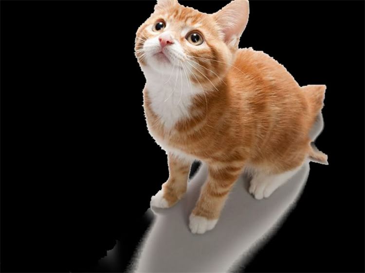 图片 雷米高猫粮防伪码查询全攻略：正品验证步骤与常见问题解答1.jpg