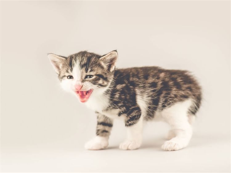 图片 震惊！波奇网猫粮真假混卖乱象曝光消费者维权困境与行业监管漏洞深度调查1.jpg