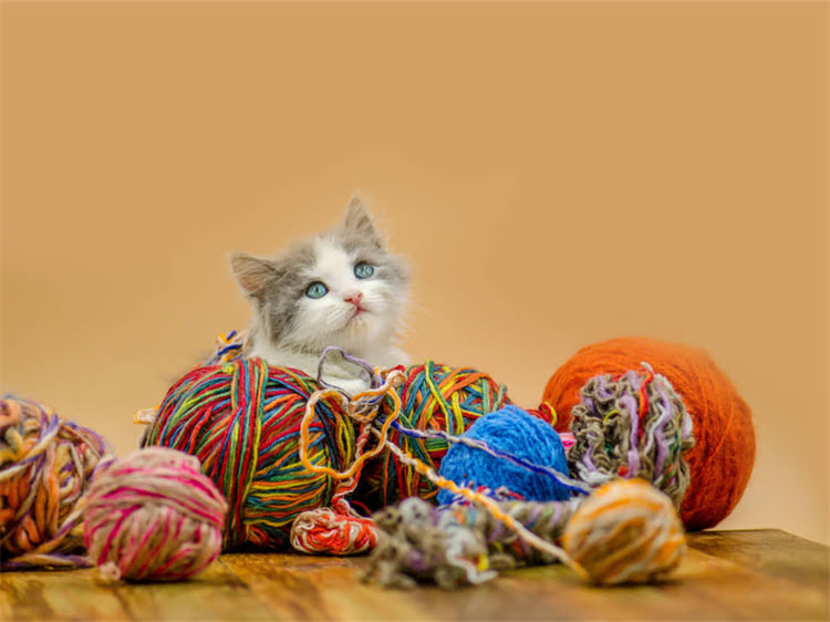 图片 露华凌采火鸡鸡肉猫粮深度测评：5大核心优势，如何挑选优质火鸡肉猫粮？1.jpg