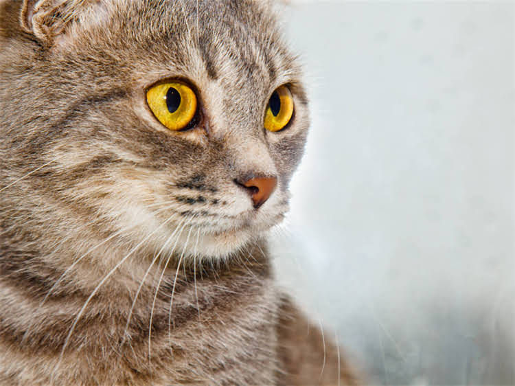 图片 露华凌采火鸡鸡肉猫粮深度测评：5大核心优势，如何挑选优质火鸡肉猫粮？2.jpg