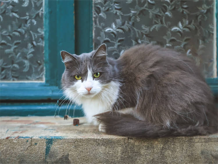 图片 露天给萨摩耶洗澡全流程指南：5大注意事项与正确方法1.jpg