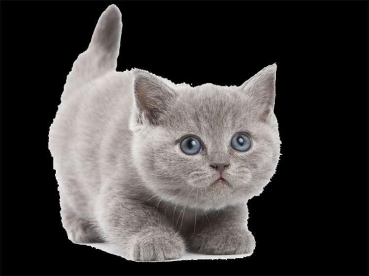 图片 鞍山拉布拉多领养全攻略：流程、费用、注意事项（附免费领养渠道）.jpg