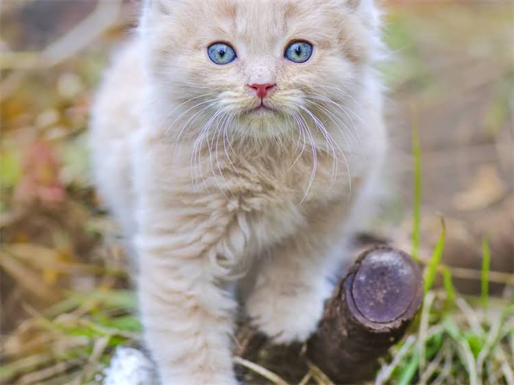 图片 鞍山拉布拉多领养全攻略：流程、费用、注意事项（附免费领养渠道）2.jpg