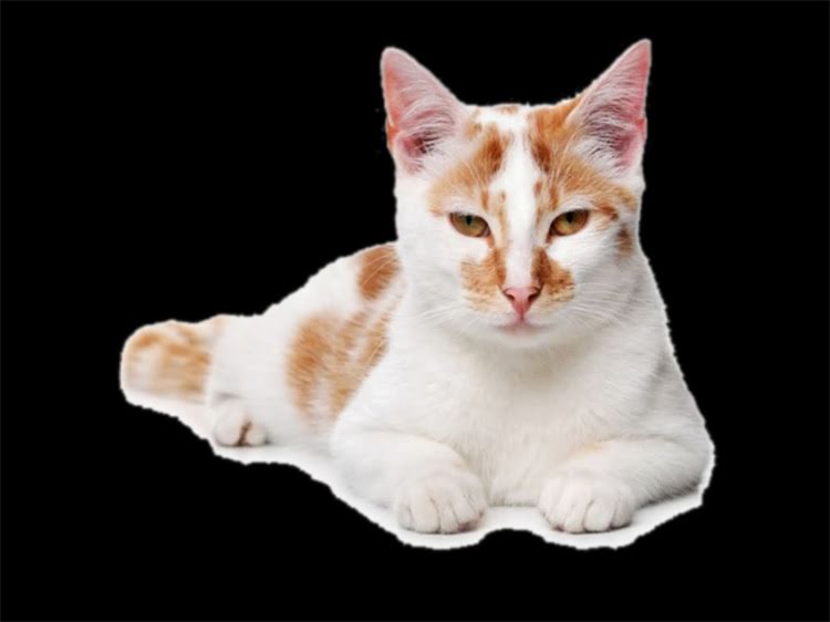 图片 鞍山比熊犬多少钱一只？最新价格及选购全攻略1.jpg