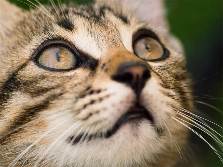 图片 鞍山比熊犬多少钱一只？最新价格及选购全攻略2.jpg