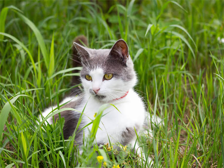图片 鞍山雪纳瑞多少钱一只？最新价格+选购避坑指南（附饲养成本清单）1.jpg
