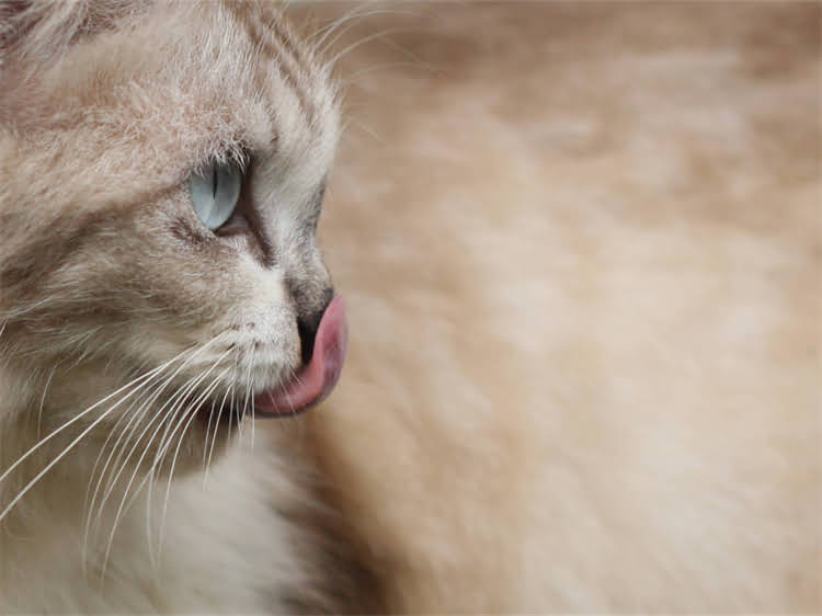 图片 领养拉布拉多犬全攻略：10大注意事项+科学流程指南（附真实案例）.jpg