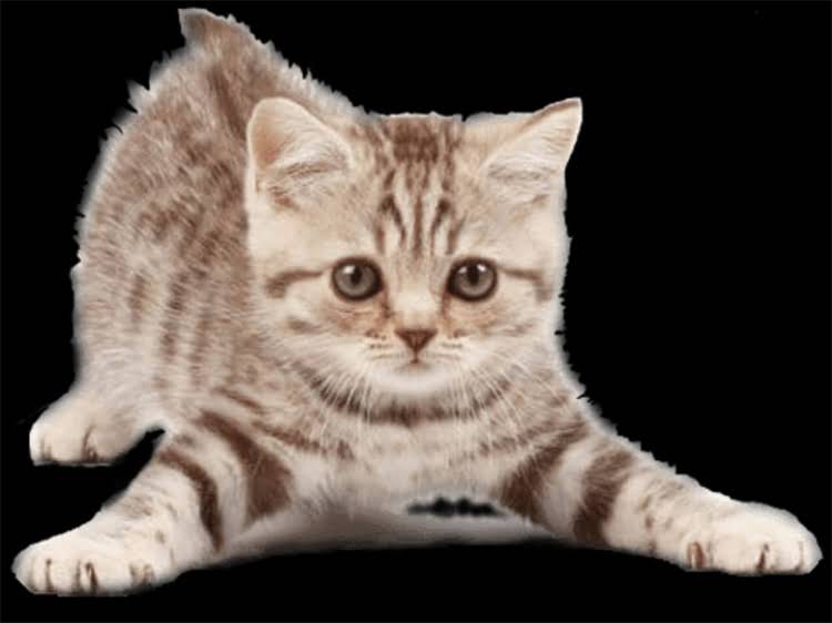 图片 领养拉布拉多犬全攻略：10大注意事项+科学流程指南（附真实案例）2.jpg