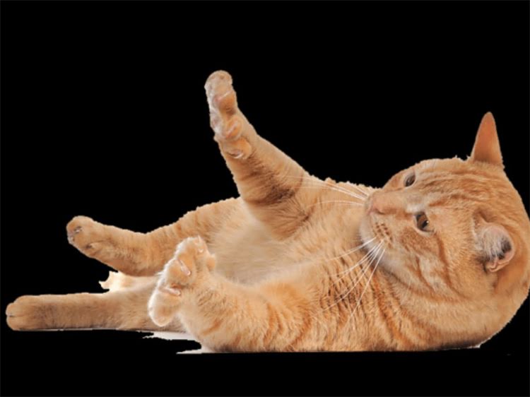 图片 领养狗狗前必看！10大注意事项及科学流程1.jpg