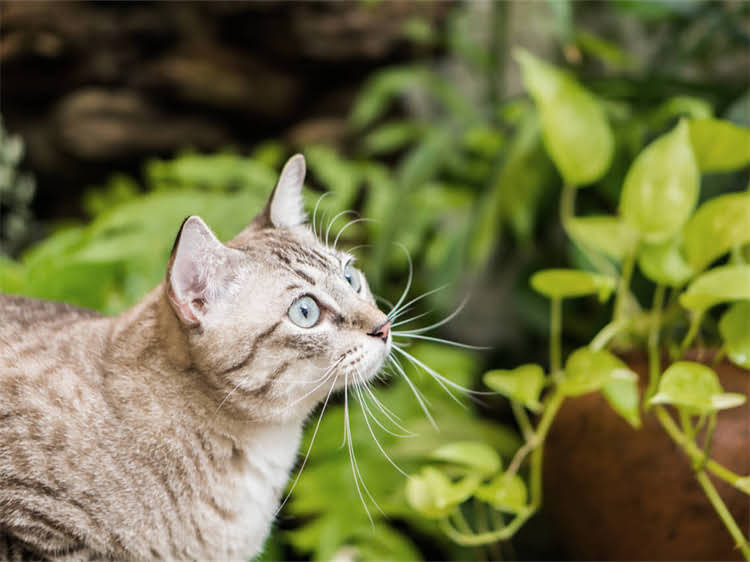 图片 领养狗狗前必看！10大注意事项及科学流程2.jpg