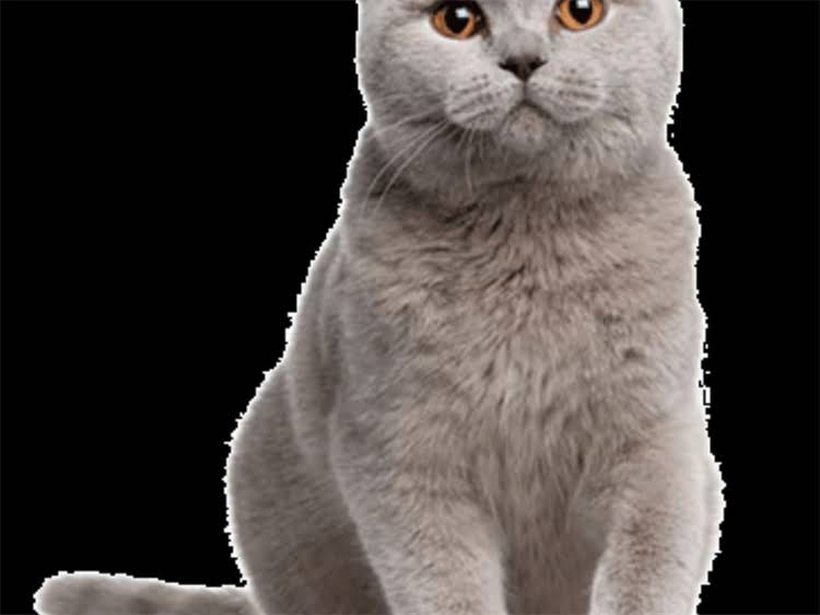 图片 领养猫咪全攻略：新手必看的5大注意事项与温馨贴士.jpg