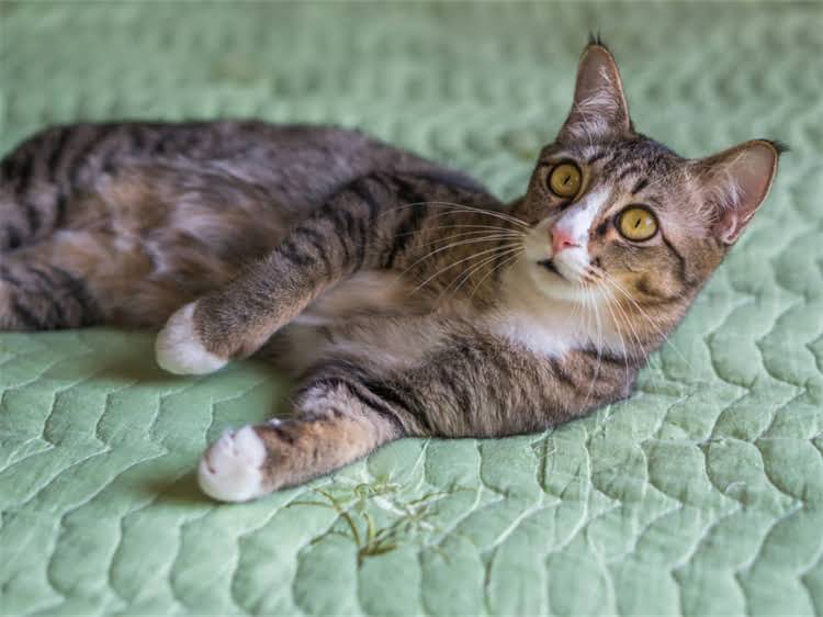 图片 领养猫咪全攻略：新手必看的5大注意事项与温馨贴士2.jpg