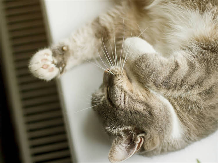 图片 飞耳比熊犬价格全！饲养指南+注意事项附赠，新手必看🐾.jpg