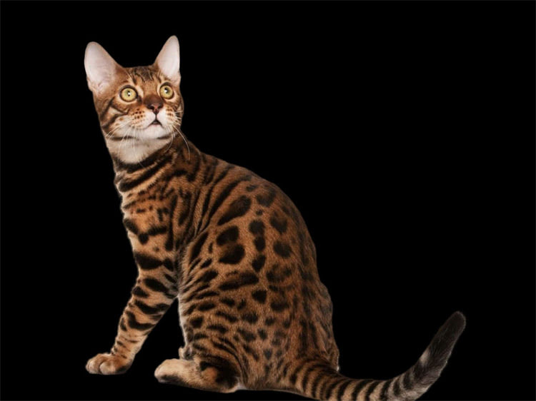 图片 飞耳比熊犬价格全！饲养指南+注意事项附赠，新手必看🐾2.jpg