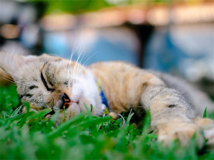 图片 马犬训练黄金期：3-6月龄科学培育全指南（附训练技巧避坑要点）1.jpg