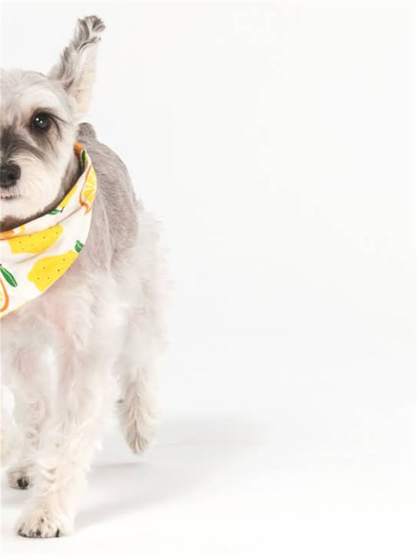 图片 驱蚊液对狗狗有影响吗？5大注意事项及安全替代方案（附成分）.jpg