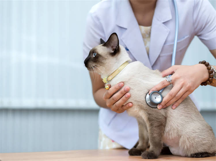 图片 驱蚊液对狗狗有影响吗？5大注意事项及安全替代方案（附成分）1.jpg