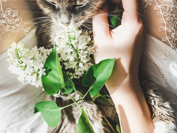 图片 高加索犬幼犬疫苗接种全指南：最佳时间、种类及注意事项（附免疫程序表）.jpg