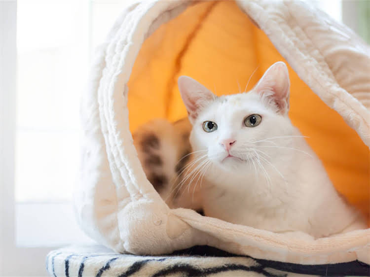 图片 高性价比狗粮推荐榜单：科学配方+健康营养，这些品牌值得关注！1.jpg