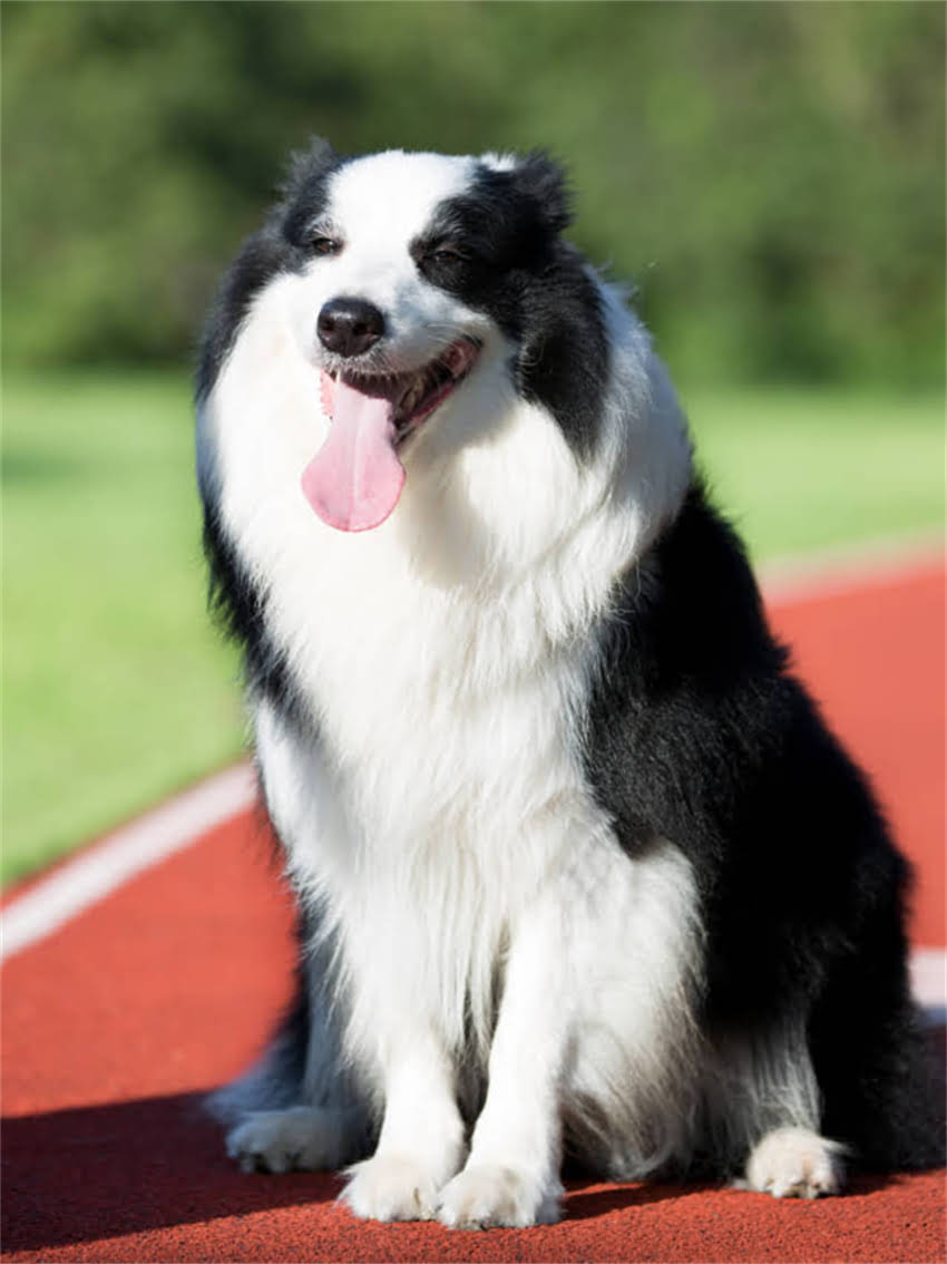 图片 高性价比猫粮推荐：十大优质品牌+选购避坑指南（附用户真实评价）2.jpg