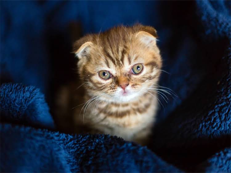 图片 高端进口犬用牛肉米饭配方：专业营养师推荐的5款狗狗健康主食制作指南.jpg