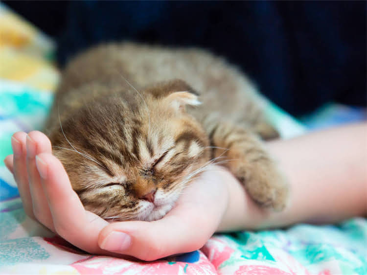 图片 高蛋白猫粮推荐指南：如何为小猫选择优质主食粮？2.jpg