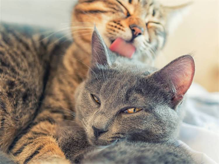 图片 魏玛犬vs拉布拉多对比指南🐾选犬必看！哪种才是你家命中注定的毛孩子？1.jpg