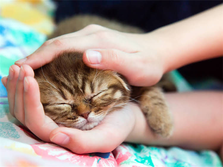 图片 鱼猫粮vs肉猫粮：如何科学选择更优解？1.jpg