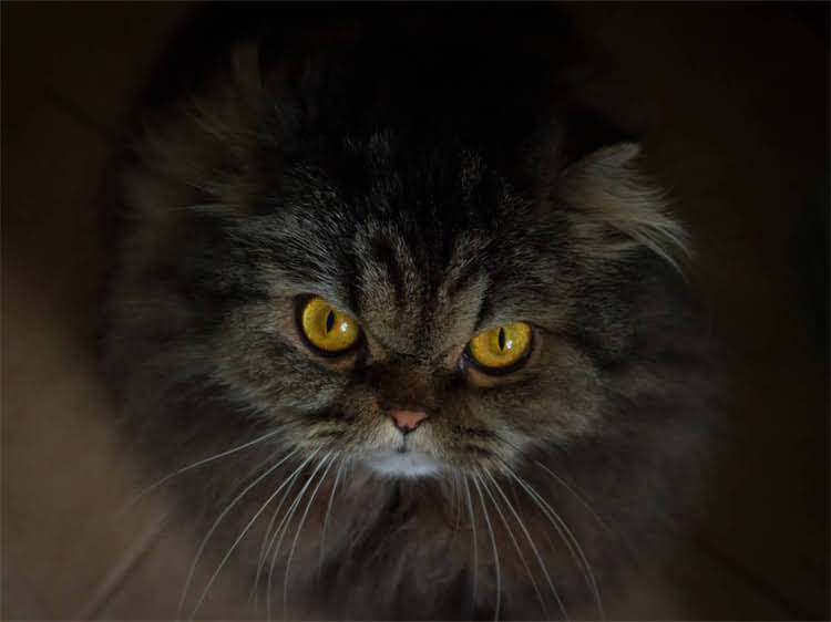 图片 鱼腥味大的猫粮是智商税？3步教你避开雷区+5款低敏高蛋白猫粮推荐2.jpg