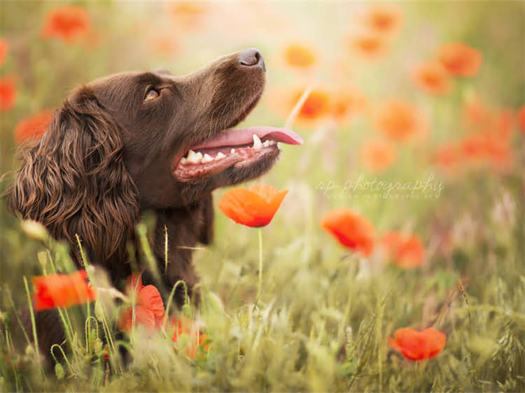 图片 鸡吃了猫粮会怎样？猫粮成分与鸡的饮食禁忌全指南1.jpg