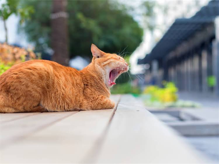 图片 鸡吃了猫粮会怎样？猫粮成分与鸡的饮食禁忌全指南2.jpg
