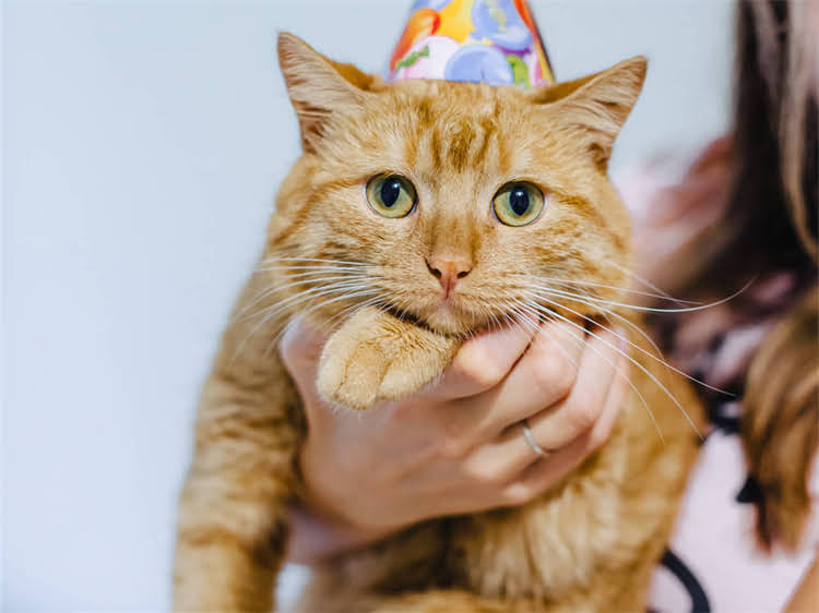 图片 鹰潭吉娃娃购买全攻略：最新犬舍推荐+防坑指南1.jpg