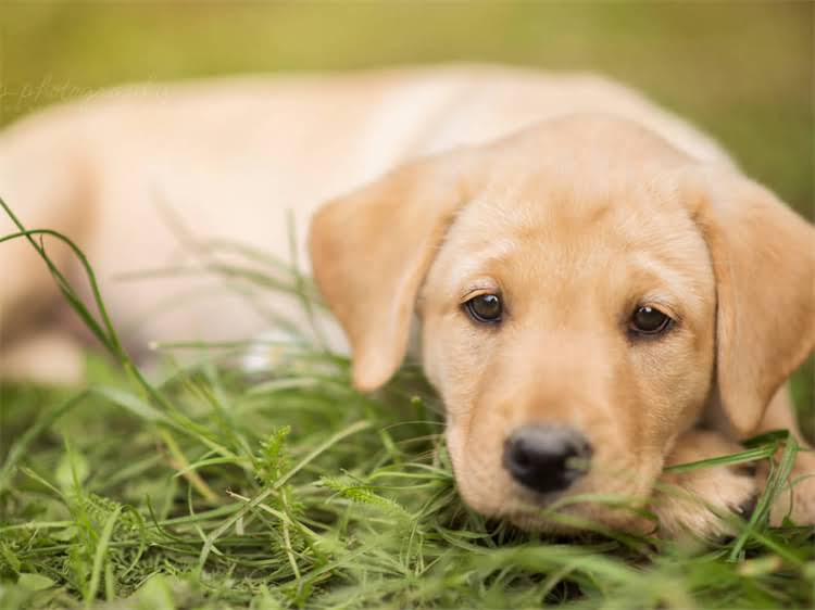 图片 鹰潭吉娃娃购买全攻略：最新犬舍推荐+防坑指南2.jpg