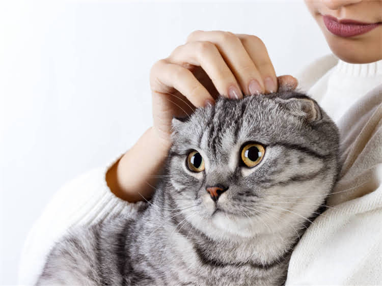 图片 鹿犬和吉娃娃的区别：品种分类、特征及饲养指南.jpg