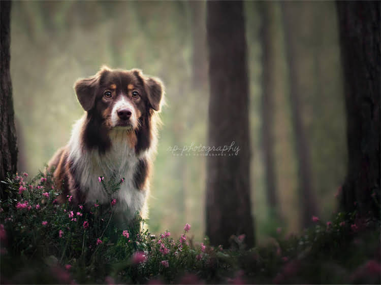 图片 鹿犬和吉娃娃的区别：品种分类、特征及饲养指南1.jpg