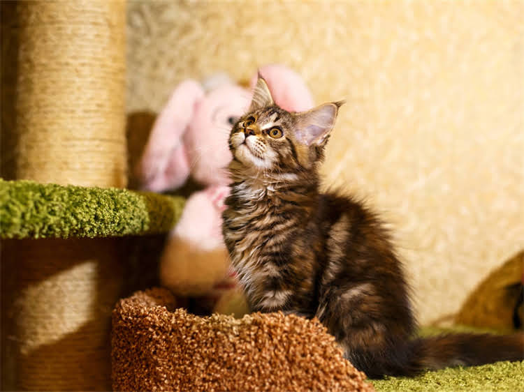 图片 黄岩区优质吉娃娃健康犬只出售，现舍多只纯种幼犬待领养2.jpg