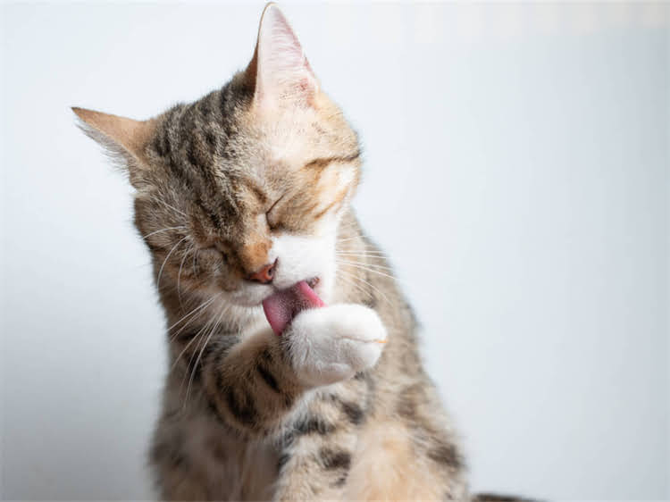 图片 黄白与铁包金吉娃娃对比：品种特性、饲养要点及选购指南1.jpg