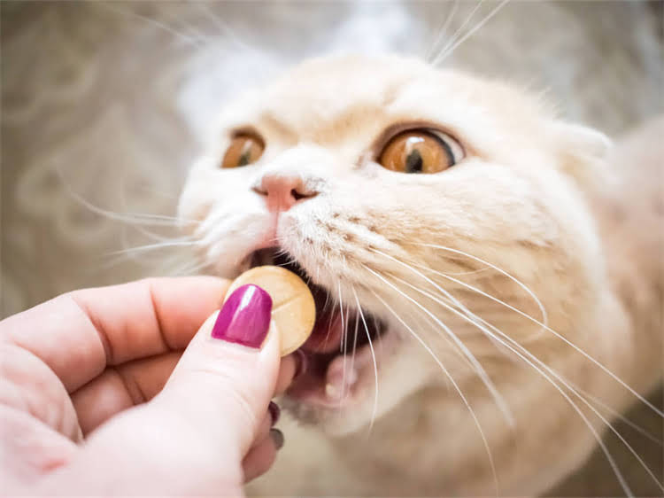 图片 黑下巴的5大诱因与猫粮选择：科学症状、预防及治疗方法（附选购指南）.jpg