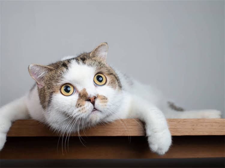 图片 黑下巴的5大诱因与猫粮选择：科学症状、预防及治疗方法（附选购指南）1.jpg