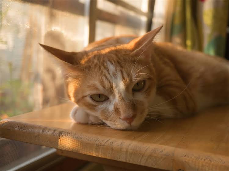 图片 黑下巴的5大诱因与猫粮选择：科学症状、预防及治疗方法（附选购指南）2.jpg