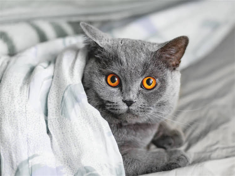 图片 黑头柯基与哈士奇的品种特征对比.jpg