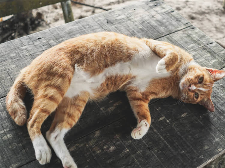 图片 黑头柯基与哈士奇的品种特征对比1.jpg