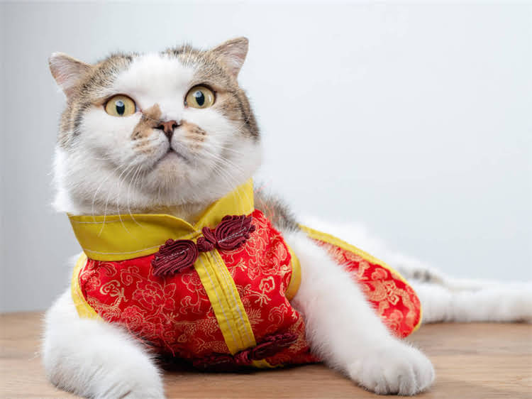 图片 黑头柯基与哈士奇的品种特征对比2.jpg