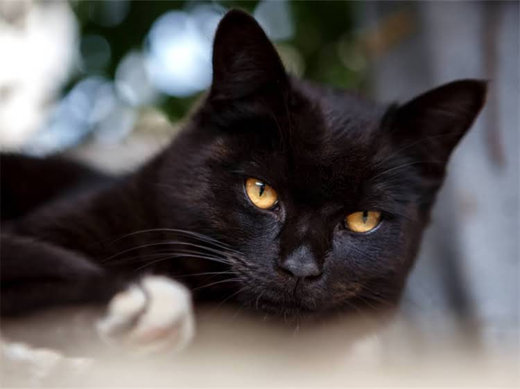 图片 黑拉布拉多饲养全攻略：从选购到训练的实用指南（附健康养护秘籍）2.jpg