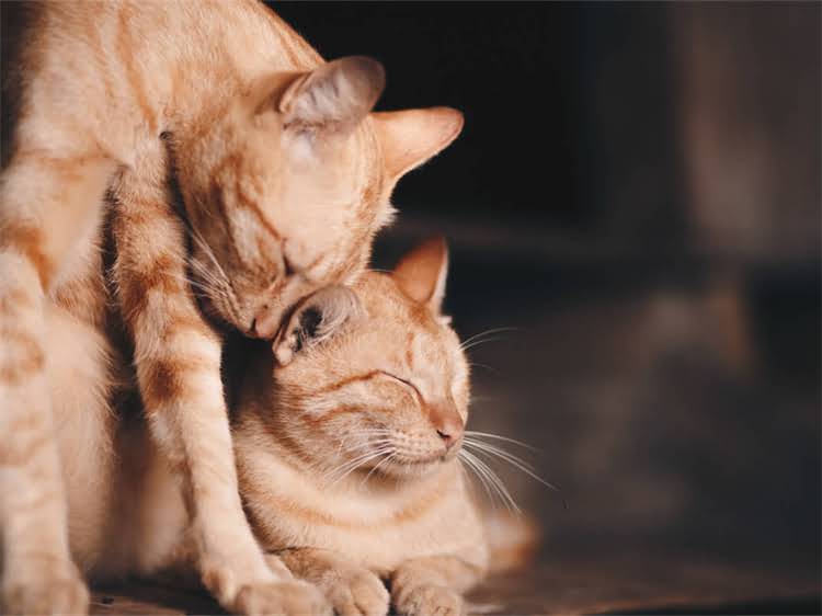 图片 黑泰迪×金毛串串：培育指南与饲养全攻略（附深度）.jpg