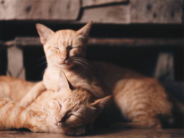 图片 黑泰迪×金毛串串：培育指南与饲养全攻略（附深度）2.jpg