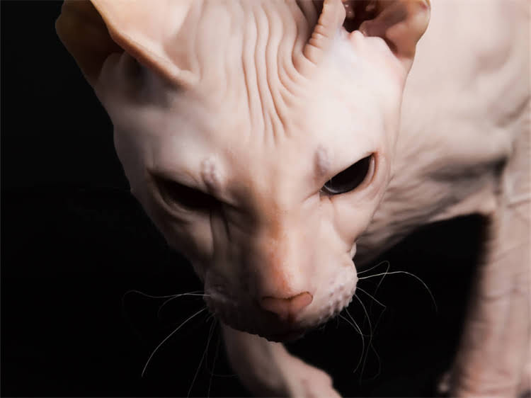 图片 黑泰迪长白毛是纯种吗？科学泰迪犬毛色特征与纯种判定指南.jpg