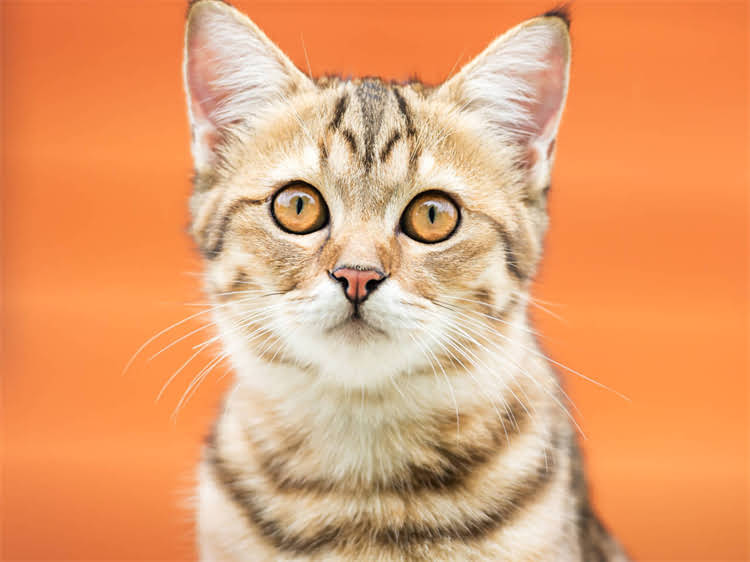 图片 黑泰迪长白毛是纯种吗？科学泰迪犬毛色特征与纯种判定指南1.jpg