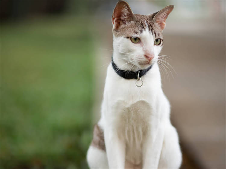 图片 黑泰迪长白毛是纯种吗？科学泰迪犬毛色特征与纯种判定指南2.jpg