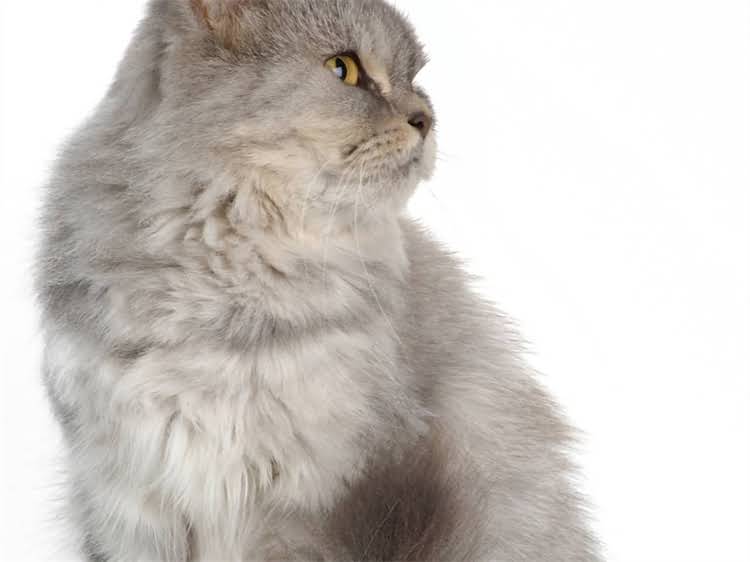 图片 黑背黄腹德牧纯种血统认证+饲养指南：健康培育与训练全攻略.jpg